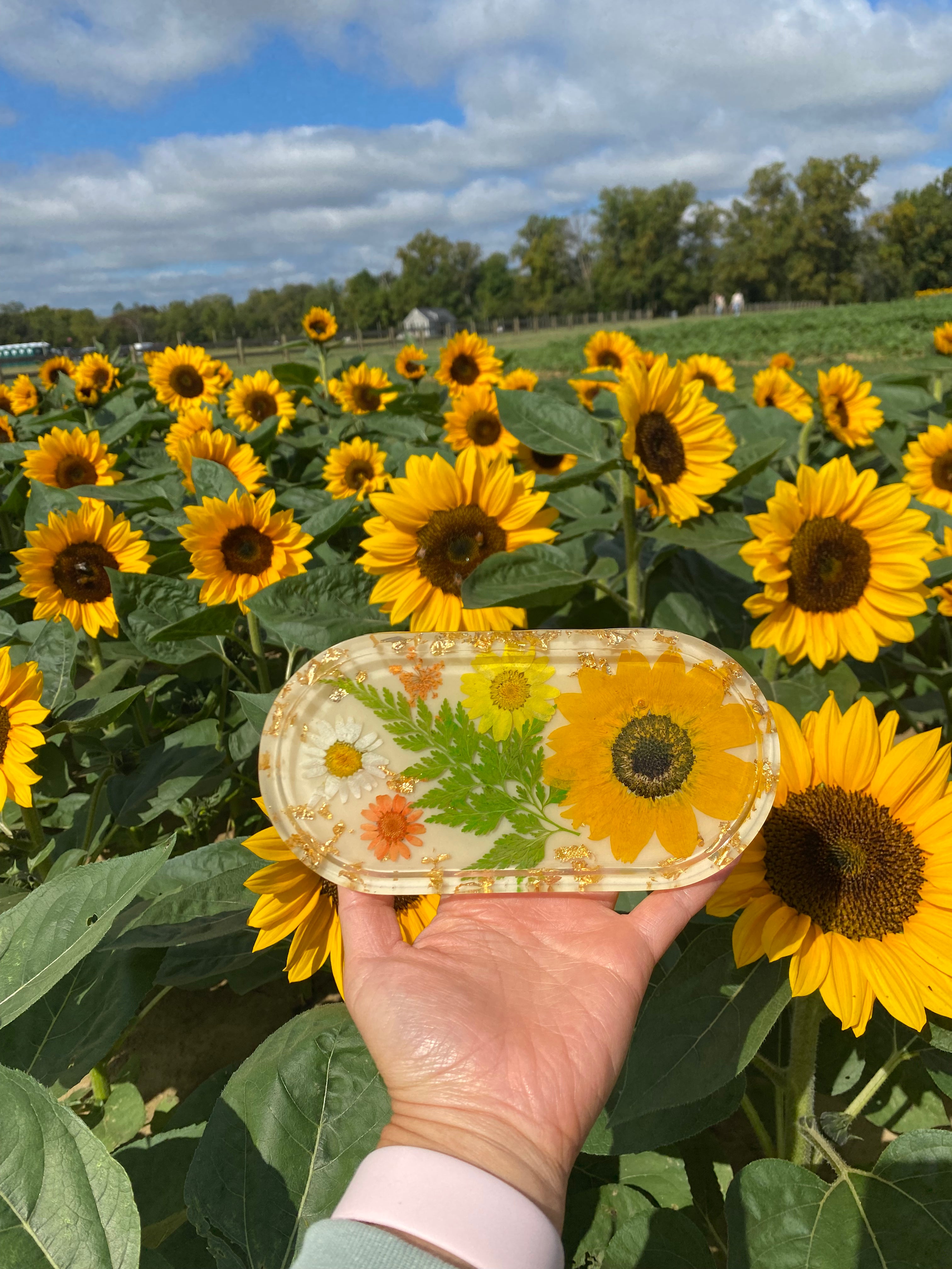 Sunflower Tray